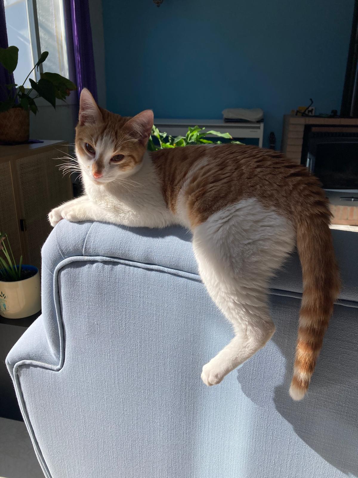 Gato Lola